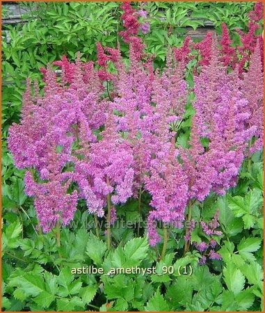 Astilbe 'Amethyst'