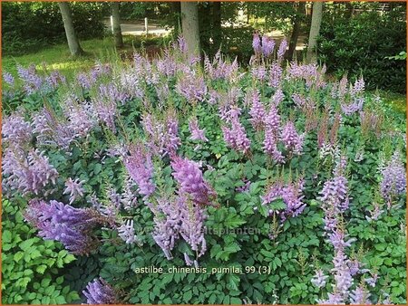Astilbe chinensis 'Pumila'