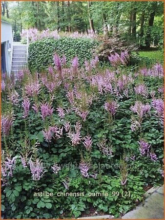 Astilbe chinensis 'Pumila'