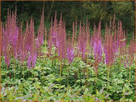 Astilbe chinensis 'Superba'