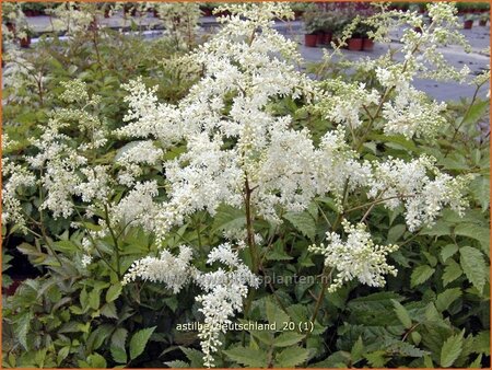 Astilbe 'Deutschland'