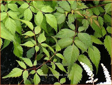 Astilbe &#39;Deutschland&#39;