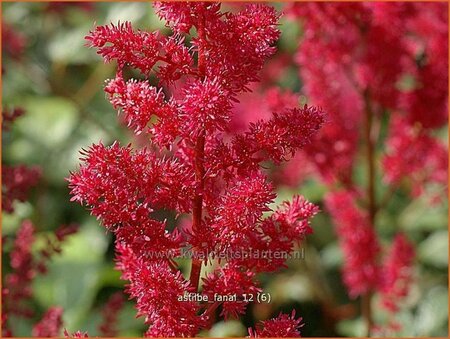 Astilbe &#39;Fanal&#39;