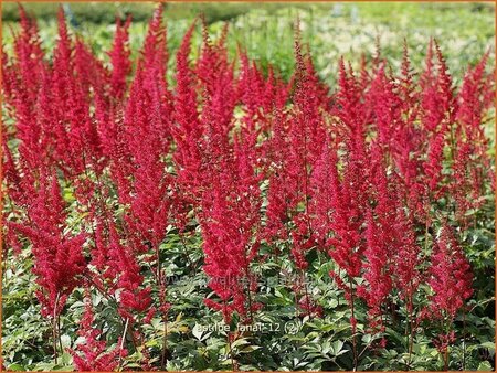 Astilbe &#39;Fanal&#39;