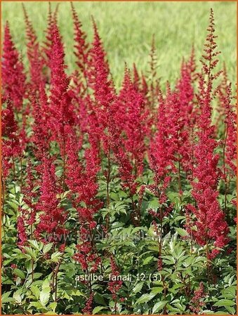 Astilbe &#39;Fanal&#39;