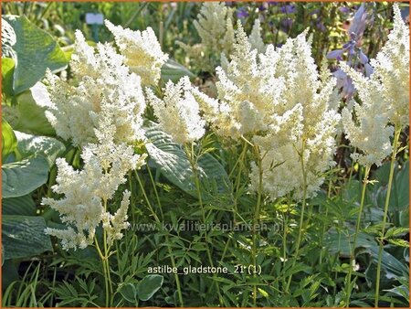 Astilbe &#39;Gladstone&#39;