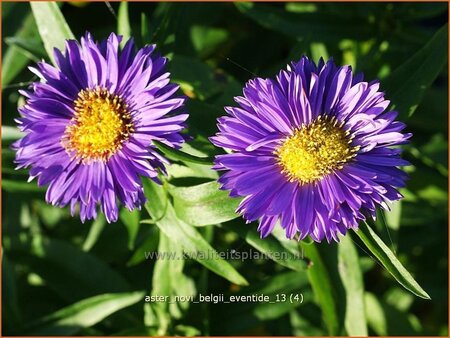 Aster novi-belgii &#39;Eventide&#39;