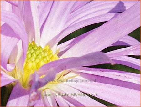 Aster novi-belgii &#39;Fellowship&#39;