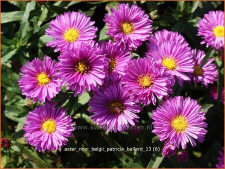 Aster novi-belgii &#39;Patricia Ballard&#39;