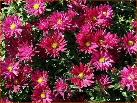 Aster novi-belgii &#39;Royal Ruby&#39;