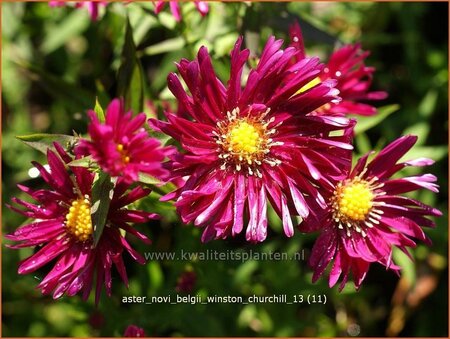 Aster novi-belgii &#39;Winston Churchill&#39;