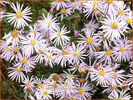 Aster pyrenaeus &#39;Lutetia&#39;