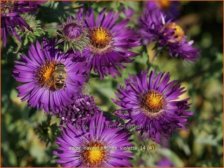 Aster novae-angliae &#39;Violetta&#39;