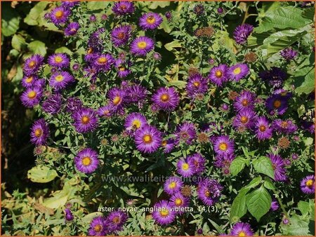 Aster novae-angliae &#39;Violetta&#39;
