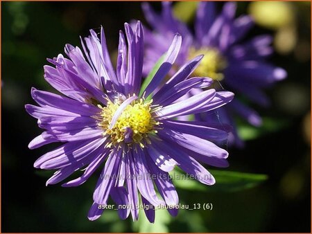 Aster novi-belgii &#39;Dauerblau&#39;