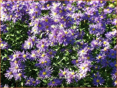 Aster novi-belgii &#39;Dauerblau&#39;