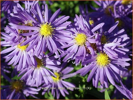 Aster novi-belgii &#39;Dauerblau&#39;