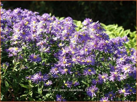 Aster novi-belgii &#39;Dauerblau&#39;