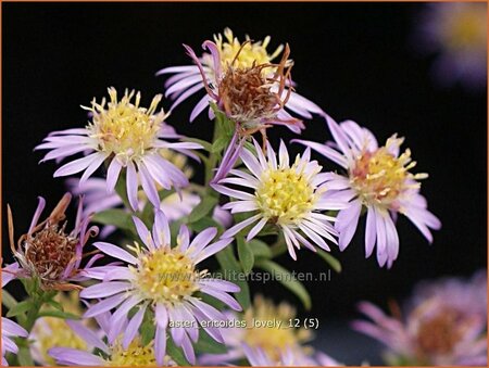 Aster ericoides &#39;Lovely&#39;