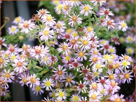 Aster ericoides 'Lovely'