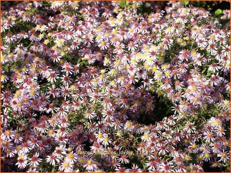 Aster ericoides 'Lovely'