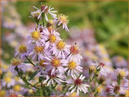 Aster ericoides 'Lovely'