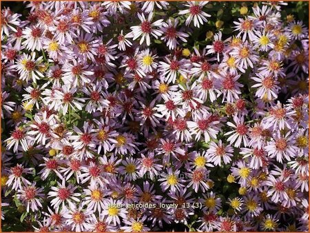 Aster ericoides 'Lovely'