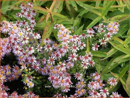 Aster ericoides 'Lovely'