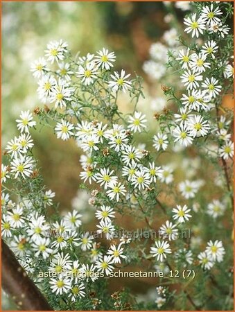 Aster ericoides &#39;Schneetanne&#39;