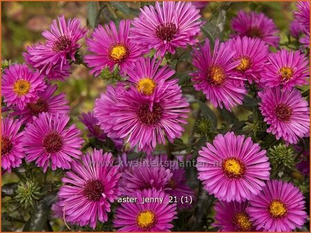 Aster &#39;Jenny&#39;