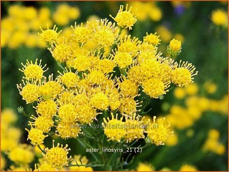 Aster linosyris