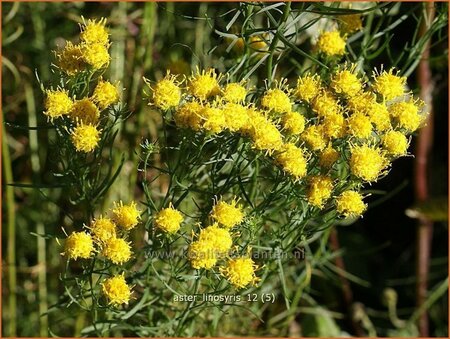 Aster linosyris