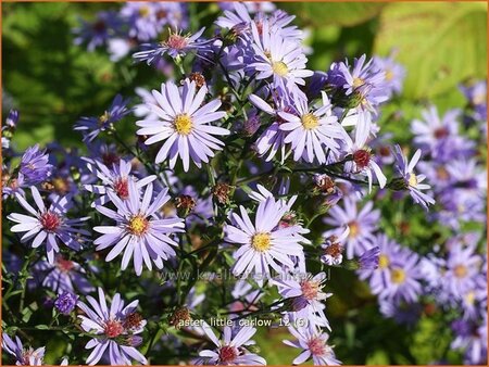 Aster &#39;Little Carlow&#39;