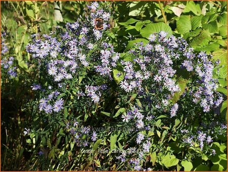 Aster &#39;Little Carlow&#39;