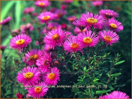 Aster novae-angliae &#39;Andenken an Paul Gerber&#39;