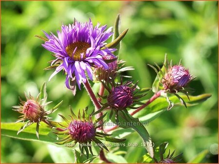 Aster novae-angliae &#39;Barr&#39;s Blue&#39;