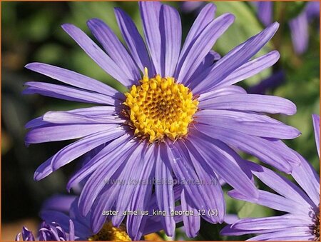 Aster amellus &#39;King George&#39;