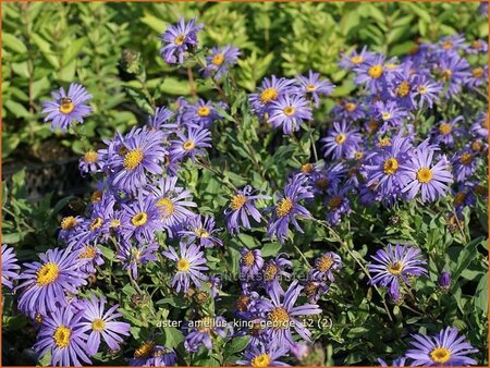 Aster amellus 'King George'