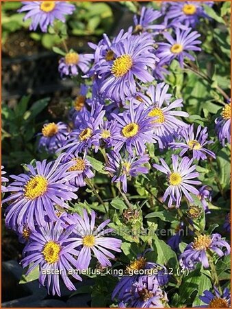 Aster amellus 'King George'