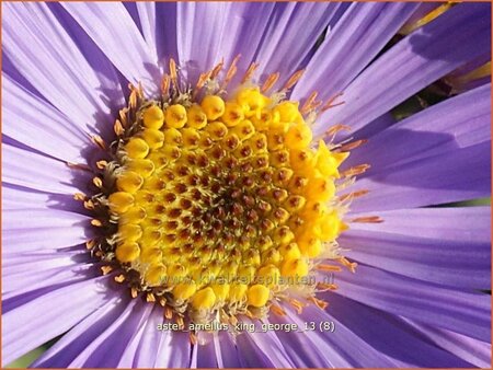 Aster amellus 'King George'