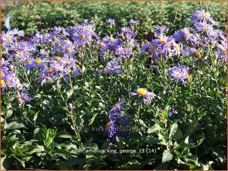 Aster amellus 'King George'