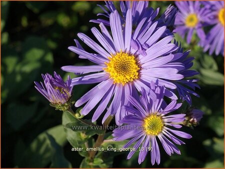 Aster amellus 'King George'