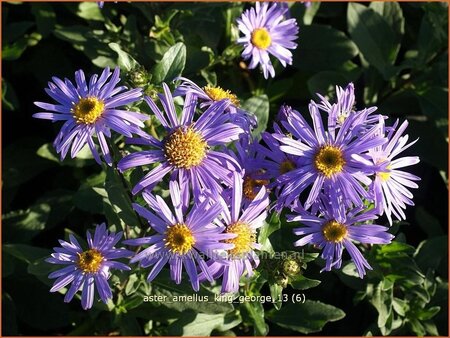 Aster amellus 'King George'