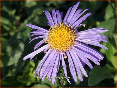 Aster amellus 'King George'
