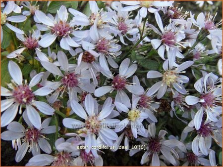 Aster cordifolius 'Ideal'