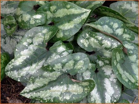 Asarum splendens