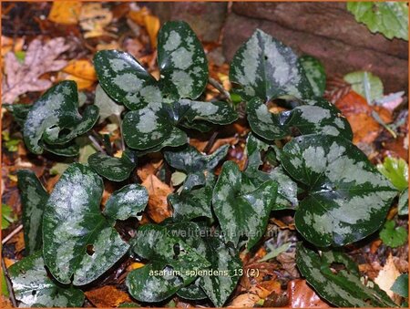 Asarum splendens