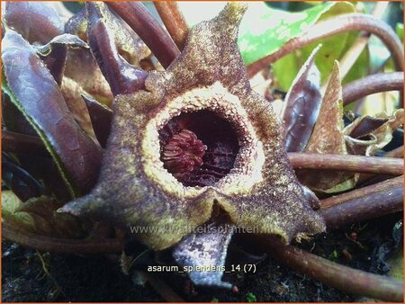 Asarum splendens