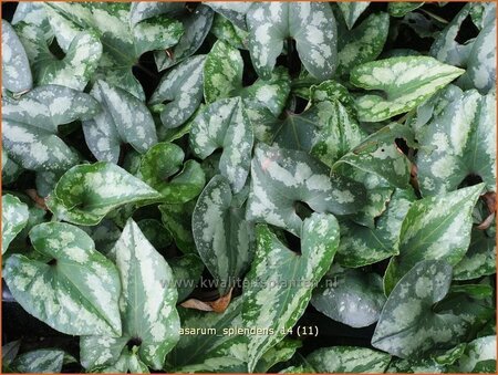 Asarum splendens