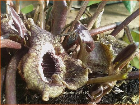 Asarum splendens